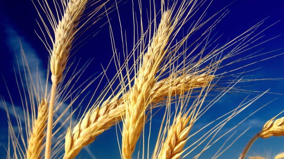 Аграрии ДНР продолжают уборочную кампанию