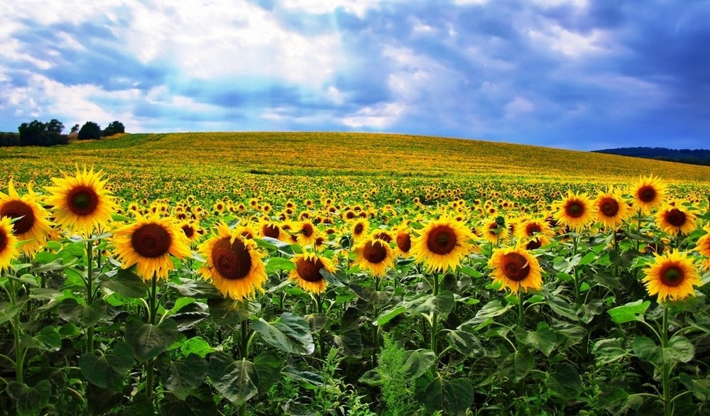 В Республике завершается уборочная кампания