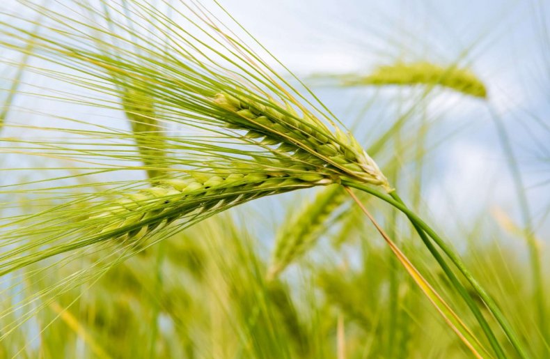 В Старобешевском районе продолжается посевная кампания