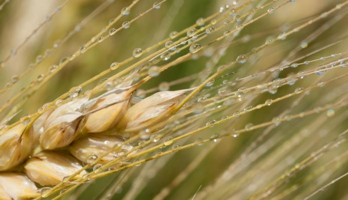 В ДНР посевная озимых культур произведена на 95 процентов