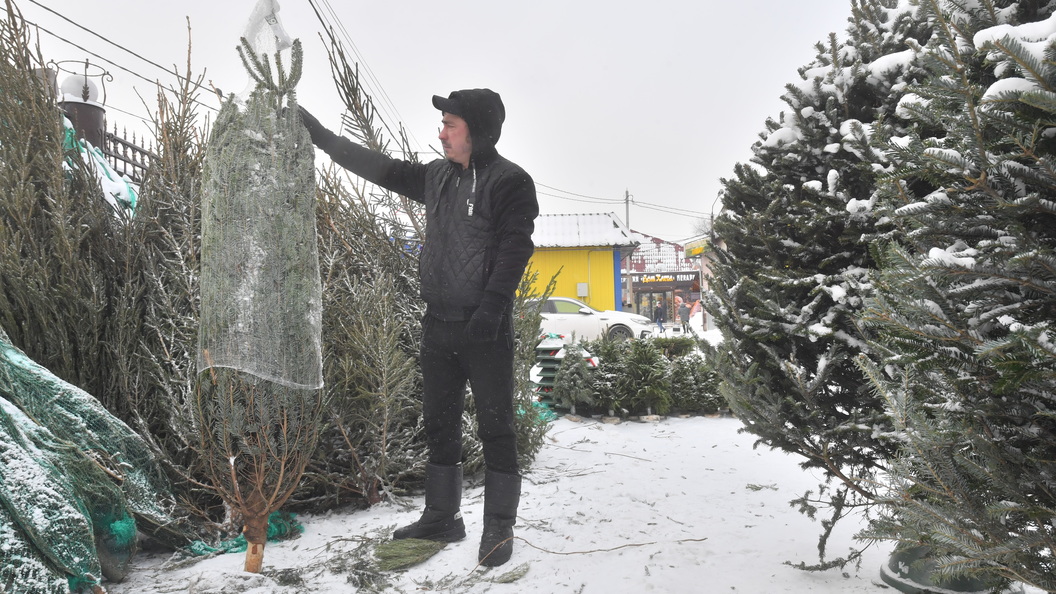 Стражи порядка проверяют законность торговли хвойными деревьями