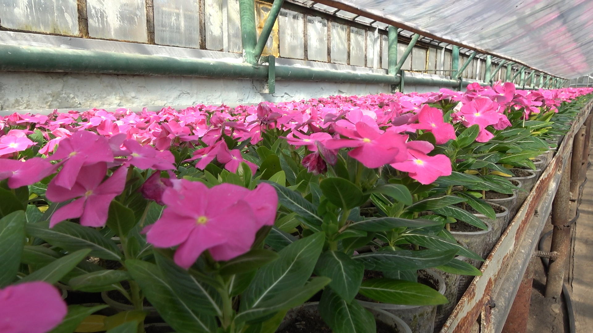 📹 В ближайшие дни на городских клумбах Донецка высадят цветы