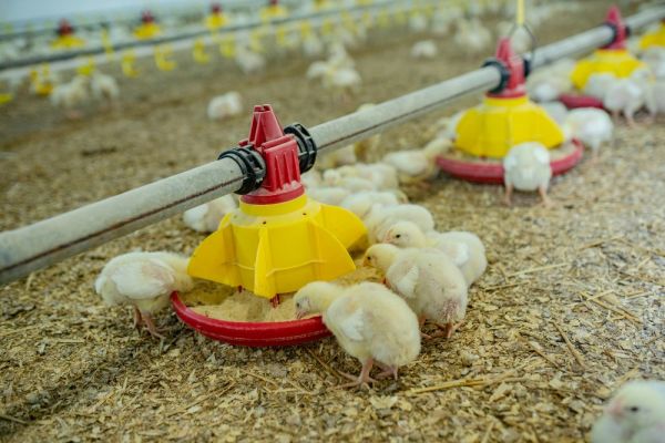 В Волновахском районе готовится к открытию птицефабрика