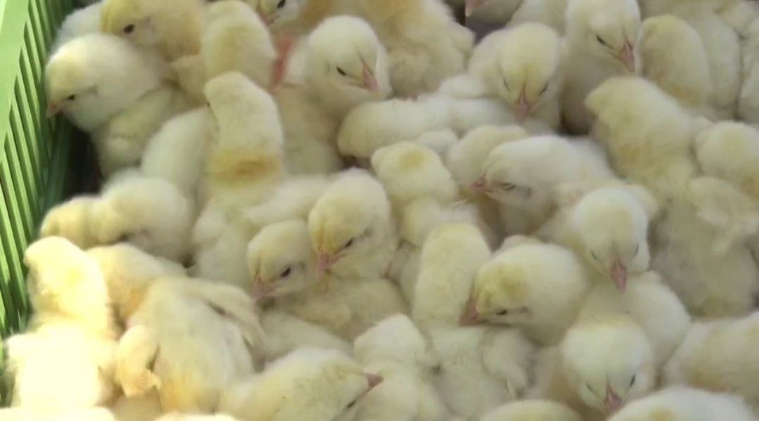 📸 Диановская птицефабрика наращивает производство