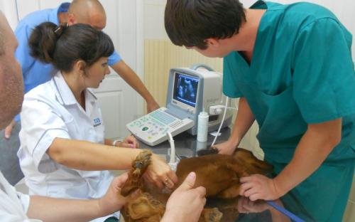 На освобожденных территориях открыты государственные ветбольницы