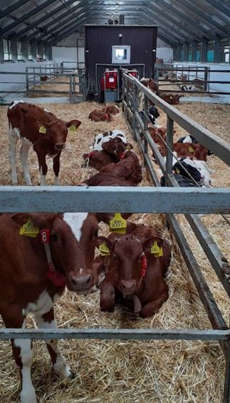 В хозяйствах Республики возросли надои молока