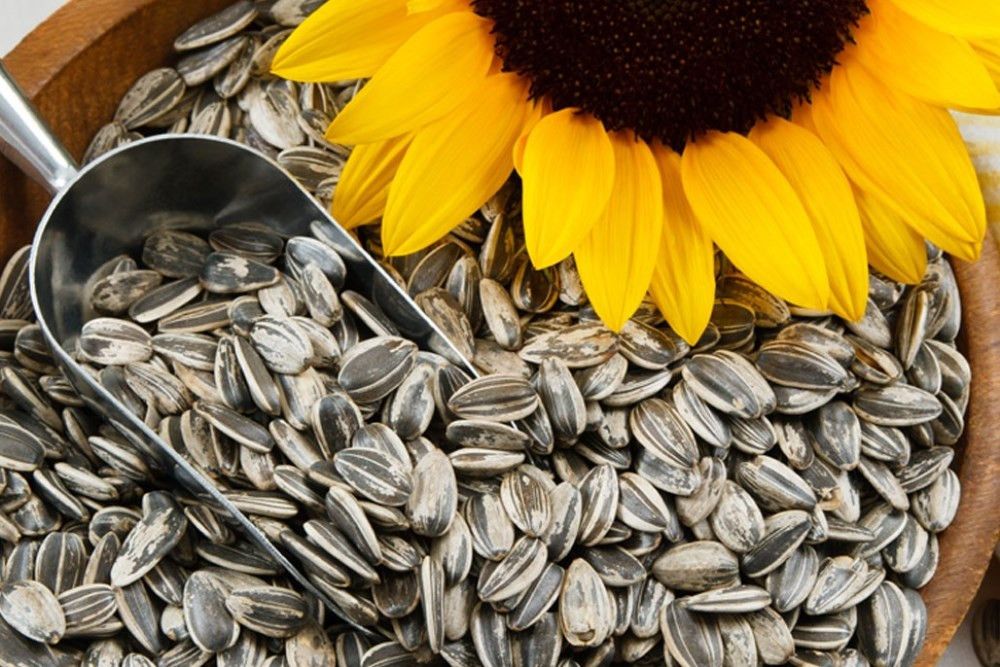 Приостановлен запрет на вывоз из ДНР семян подсолнечника