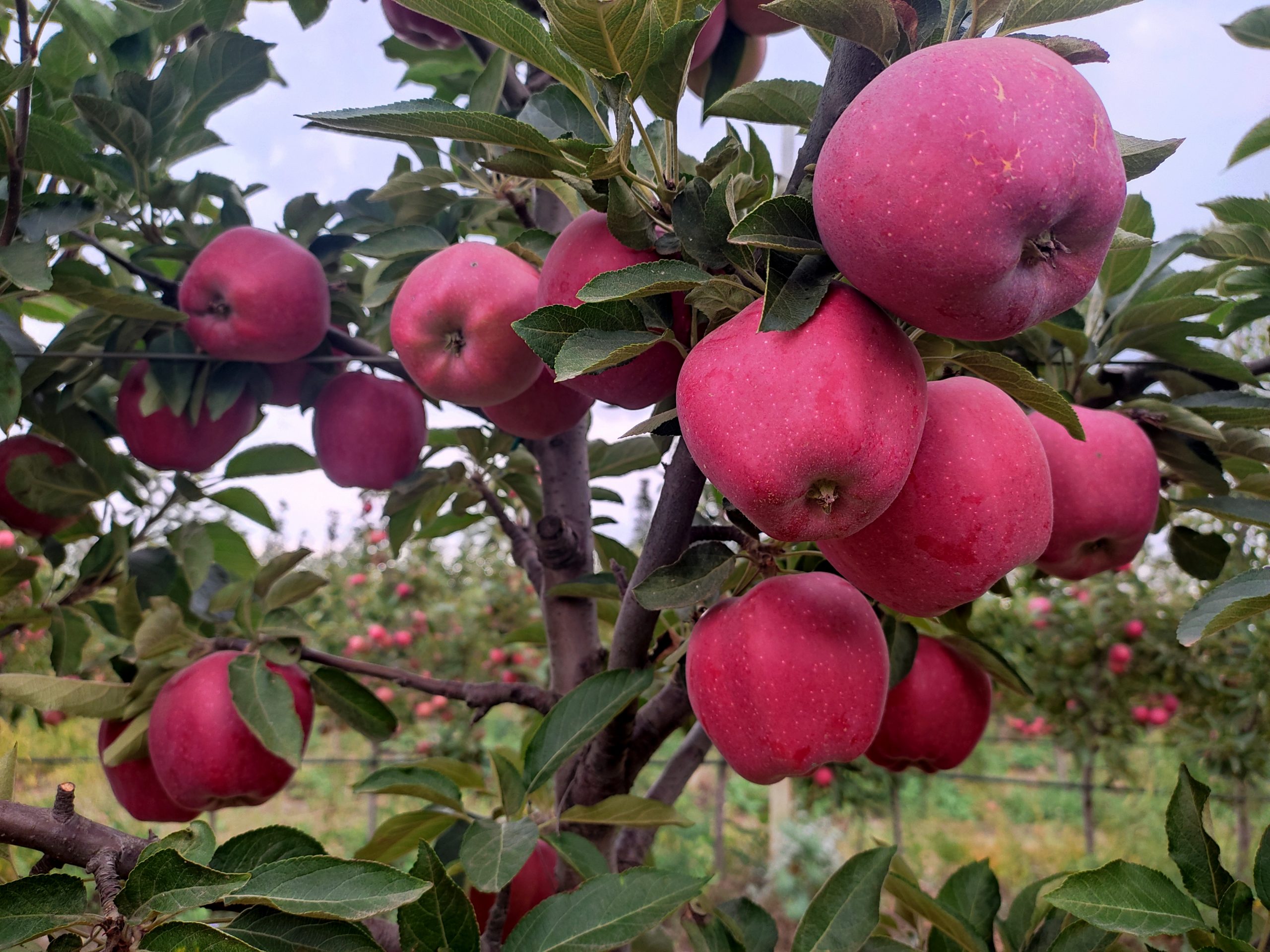 На юге Республики приступили к сбору яблок