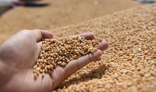Увеличены квоты на экспорт зерна
