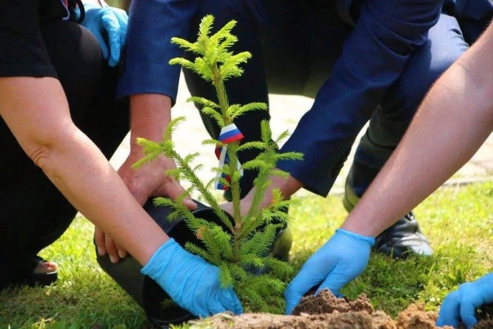В ДНР появится сад памяти