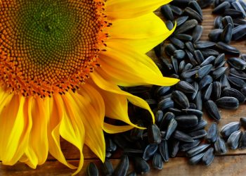 В Республике собрано порядка сорока тысяч тонн подсолнечника