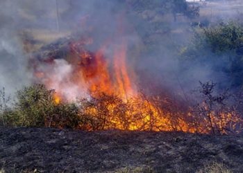 Глава ДНР распорядился принять ряд мер по предупреждению ландшафтных пожаров
