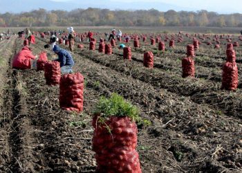 Республиканские сельхозпроизводители получат субсидии от государства
