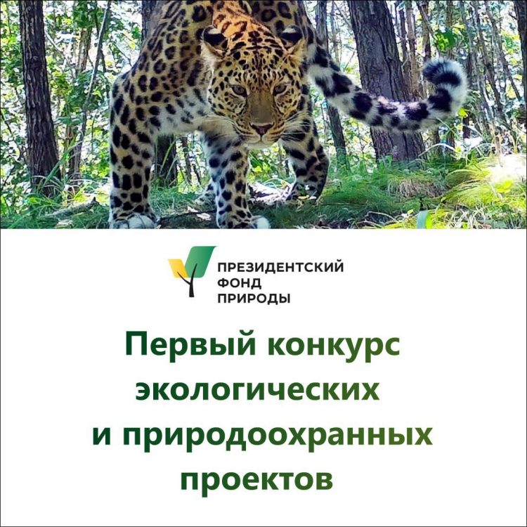Стартует первый конкурс Президентского фонда природы
