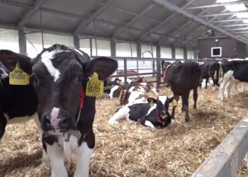 Производителям молока выделят государственную субсидию