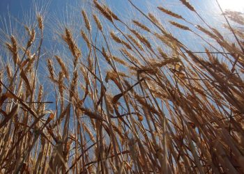 Республиканские сельхозпроизводители могут получить субсидии