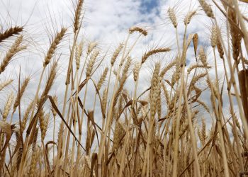 В ДНР приступили к исследованию почвенного состава земель