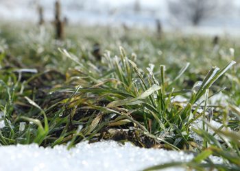 В республике продолжается сев озимых