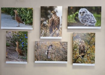 В Донецке работает экспозиция «В поисках синей птицы»