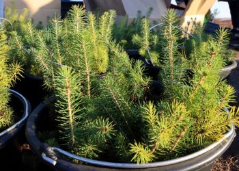 Для восстановления лесов в республику переданы семена сосны