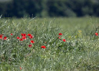 Правоохранители просят соблюдать осторожность при посещении кладбищ