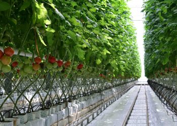 В Донецке восстановят тепличный комплекс